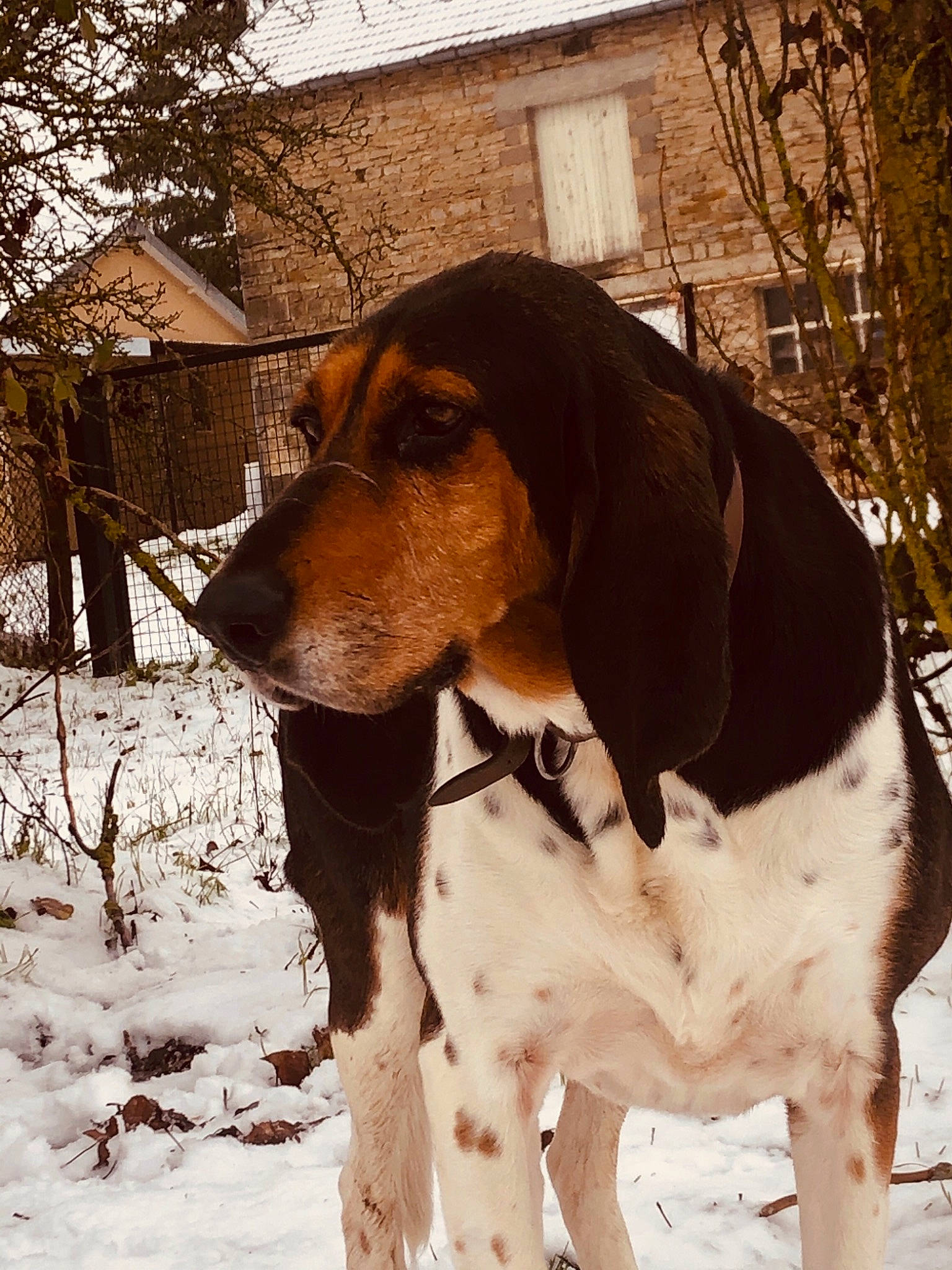 Vadrouille participe au concours pour gagner de l'argent avec cette photo : building, canidae, carnivore, collar, companion_dog, dog, dog_breed, dog_collar, dog_supply, fawn, hound, pet_supply, plant, scent_hound, snout, snow, sporting_group, tree, window, working_animal