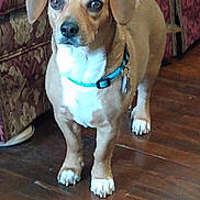 Wizzy joined the competition — help win amazing prizes! dog, brown, white, collar, pet, floor, wood_floor, furniture, couch, indoor, animal, standing, ears, tail, alert, domestic, companion, cute, paw, canine