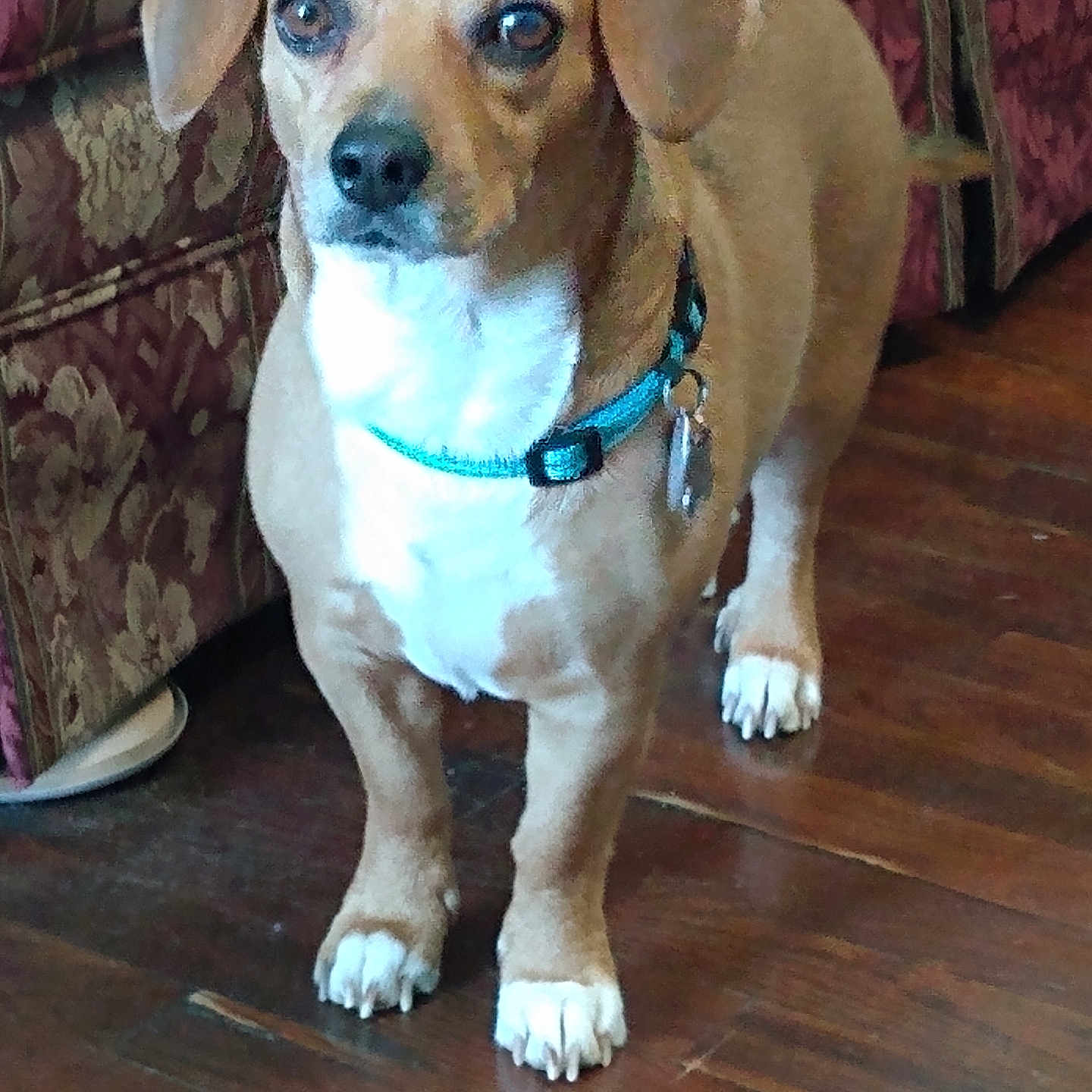 Wizzy joined the competition — help win amazing prizes! dog, brown, white, collar, pet, floor, wood_floor, furniture, couch, indoor, animal, standing, ears, tail, alert, domestic, companion, cute, paw, canine