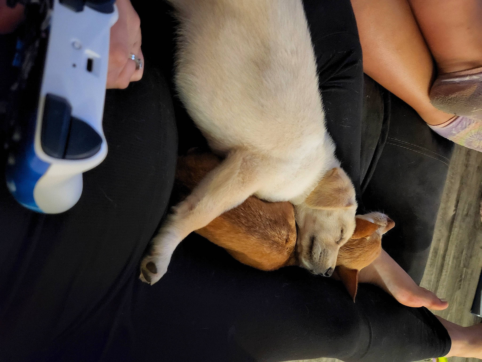 Maggi joined the competition — help win amazing prizes! carnivore, collar, comfort, companion_dog, dog, dog_breed, elbow, fawn, fur, human_leg, knee, mammal, nail, paw, snout, sporting_group, tail, thigh, whiskers, working_animal