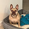 alert, animal, blanket, brown_dog, canine, companion, cute, dog, domestic_dog, ears_up, french_bulldog, guarding, home_interior, indoor, looking_at_camera, pet, pet_bed, resting, short_hair, tile_floor