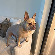 Don Armando is registered to the contest to win money with this photo: alert, animal, appliance, companion, couch, curious, dog, ears, french_bulldog, fur, furniture, home, indoor, light, living_room, pet, pillows, snout, standing, tile_floor