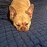 Don Armando is registered to the contest to win money with this photo: animal, bed, blanket, companion, cozy, cute, dog, ears, french_bulldog, fur, indoor, lying_down, pet, pillow, quilted, resting, sleepy, small_dog, snout, tan