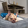 Don Armando is registered to the contest to win money with this photo: animal, blanket, brown_dog, canine, chair, companion, cute, dog, dog_bed, floor, french_bulldog, home_interior, indoor, living_room, minimalist, modern_furniture, pet_bed, resting, table, tile_floor