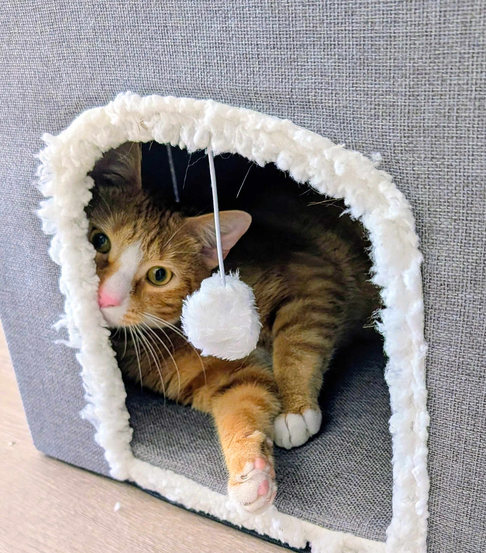 Suki is registered to the contest to win money with this photo: cat, cat_house, cozy, curious, fabric, floor, furniture, green_eyes, indoor, orange_tabby, paw, pet, pink_nose, pom_pom, portrait, relaxed, resting, tabby, toy, whiskers