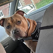 Alexander is registered to the contest to win money with this photo: dog, pitbull, car_interior, seat, headrest, leash, collar, window, side_mirror, fence, house, back_seat, portrait, pet, brown_coat, curious_expression, close_up, seat_cover, daylight, harness