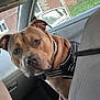 dog, pitbull, car_interior, seat, headrest, leash, collar, window, side_mirror, fence, house, back_seat, portrait, pet, brown_coat, curious_expression, close_up, seat_cover, daylight, harness