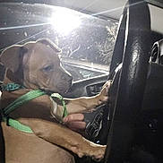 Alexander joined the competition — help win amazing prizes! car_interior, closeup, cute, dashboard, dog, driving, flash, green_harness, harness, human_hand, indoors, night, paw, pet, portrait, puppy, seat, steering_wheel, vehicle, window