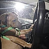 car_interior, closeup, cute, dashboard, dog, driving, flash, green_harness, harness, human_hand, indoors, night, paw, pet, portrait, puppy, seat, steering_wheel, vehicle, window
