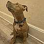 dog, puppy, sitting, collar, dog_tag, looking_up, brown_coat, paws, ears, indoor, wooden_floor, baseboard, wall, door, floor_texture, molding, gaze, portrait, pet, attentive