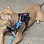 dog, canine, leash, harness, collar, concrete_floor, pavement, brown_coat, short_hair, left_profile, paw, ear, tail, lying_down, resting, blue_leash, kong_logo, close_up, side_view, animal