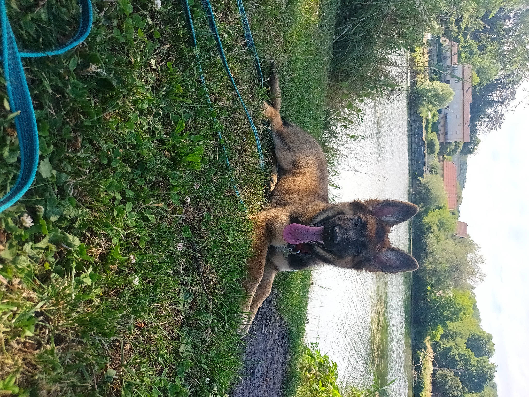 Zoé participe au concours pour gagner de l'argent avec cette photo : canidae, carnivore, dog, dog_breed, fawn, forest, grass, guard_dog, jungle, landscape, plant, sky, sporting_group, terrestrial_animal, tree, trunk, water, wildlife, wood, working_animal