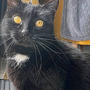 Mina participe au concours pour gagner de l'argent avec cette photo : cat, black_cat, golden_eyes, whiskers, indoor, curtain, blanket, chair, furniture, pet, animal, close_up, domestic_cat, soft_fur, portrait, curious, home, cozy, phone_screen, app_icons