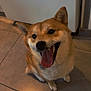 Kira participe au concours pour gagner de l'argent avec cette photo : dog, shiba_inu, pet, animal, canine, tongue_out, happy, smiling, sitting, floor, tile, indoor, fur, ears, collar, face, mouth_open, companion, cute, looking_up