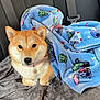 Kira participe au concours pour gagner de l'argent avec cette photo : animal, blanket, blue_blanket, brown_fur, car_seat, collar, comfort, cozy, cute, dog, fur, indoors, looking_at_camera, pet, relaxed, resting, seatbelt, shiba_inu, soft_texture, white_fur