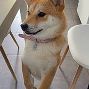 Kira participe au concours pour gagner de l'argent avec cette photo : dog, shiba_inu, pet, indoor, kitchen, floor, tile, table, chair, collar, paw, fur, cute, pet_accessory, domestic_animal, animal, canine, looking_away, waiting, companion