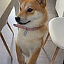 dog, shiba_inu, pet, indoor, kitchen, floor, tile, table, chair, collar, paw, fur, cute, pet_accessory, domestic_animal, animal, canine, looking_away, waiting, companion