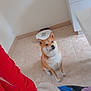 Kira participe au concours pour gagner de l'argent avec cette photo : dog, shiba_inu, indoor, floor, tile, person, sweater, red_clothing, cabinet, plant, modern, home, pet, sitting, cute, furniture, light, cozy, collar, blanket