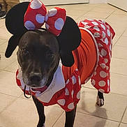 Minnie is registered to the contest to win money with this photo: dog, black_dog, costume, minnie_mouse, polka_dots, red_dress, bow, pet, indoor, tile_floor, cute, animal, pet_costume, white_paws, ears, standing, looking, face, expression, funny