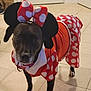 dog, black_dog, costume, minnie_mouse, polka_dots, red_dress, bow, pet, indoor, tile_floor, cute, animal, pet_costume, white_paws, ears, standing, looking, face, expression, funny