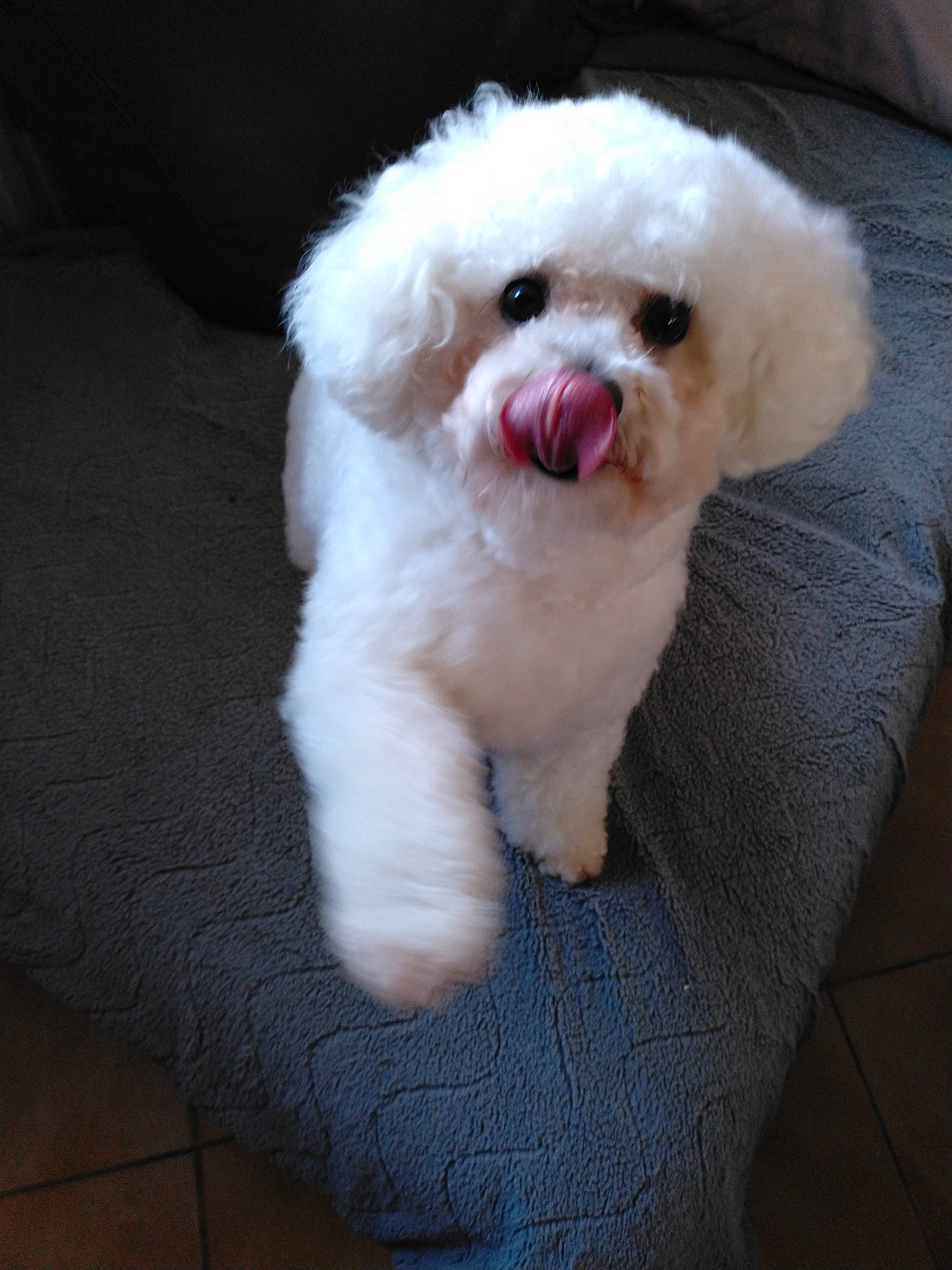 Newton a rejoint le concours — aidez-le/la à gagner de superbes lots ! canidae, carnivore, companion_dog, dog, dog_breed, fur, mal_shi, maltepoo, natural_material, non_sporting_group, puppy, shih_poo, snout, sporting_group, toy_dog, water_dog, working_animal