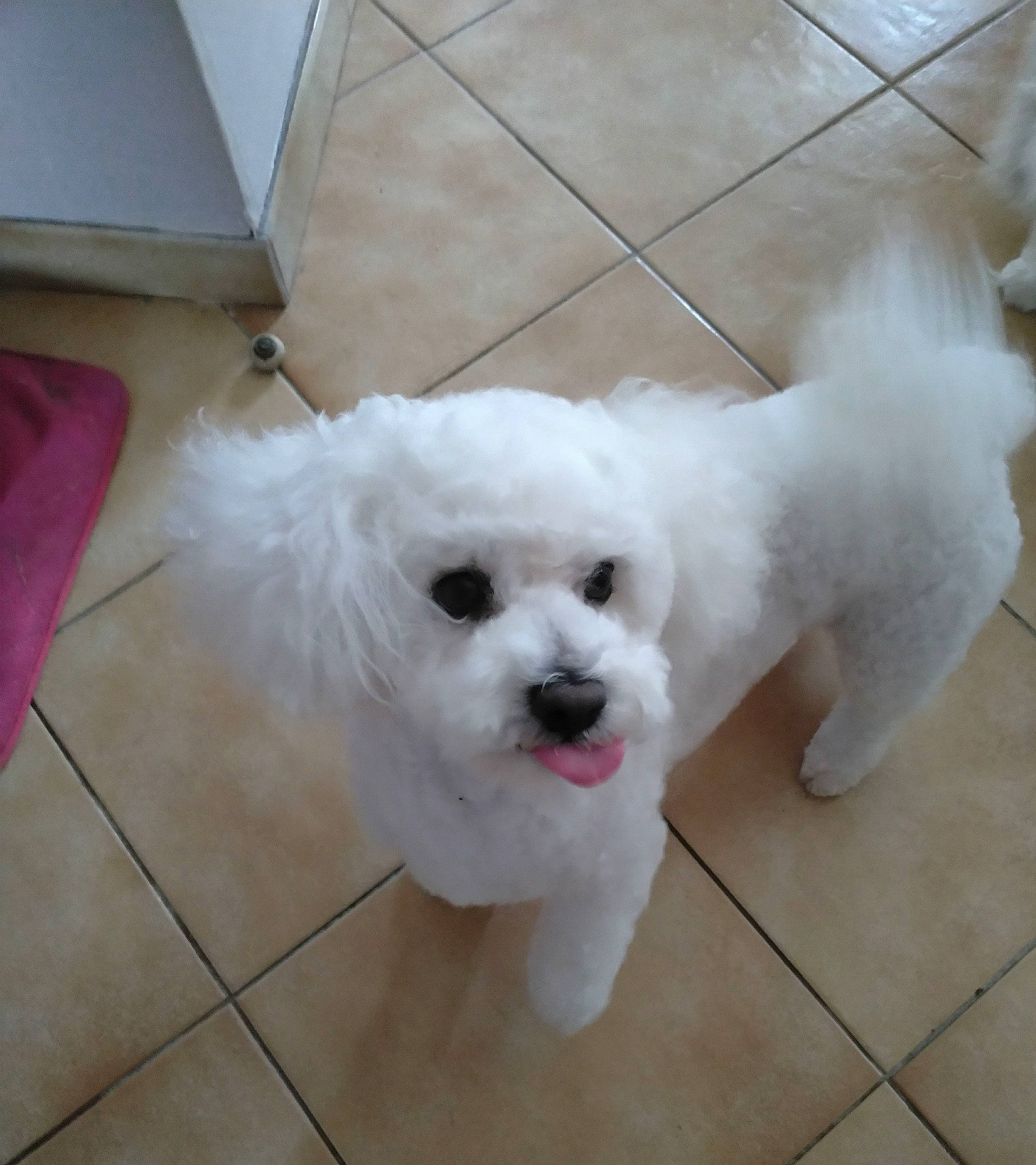 Newton participe au concours pour gagner de l'argent avec cette photo : bichon, canidae, carnivore, companion_dog, dog, dog_breed, flooring, fur, maltepoo, non_sporting_group, poodle_crossbreed, puppy, snout, sporting_group, toy_dog, working_animal