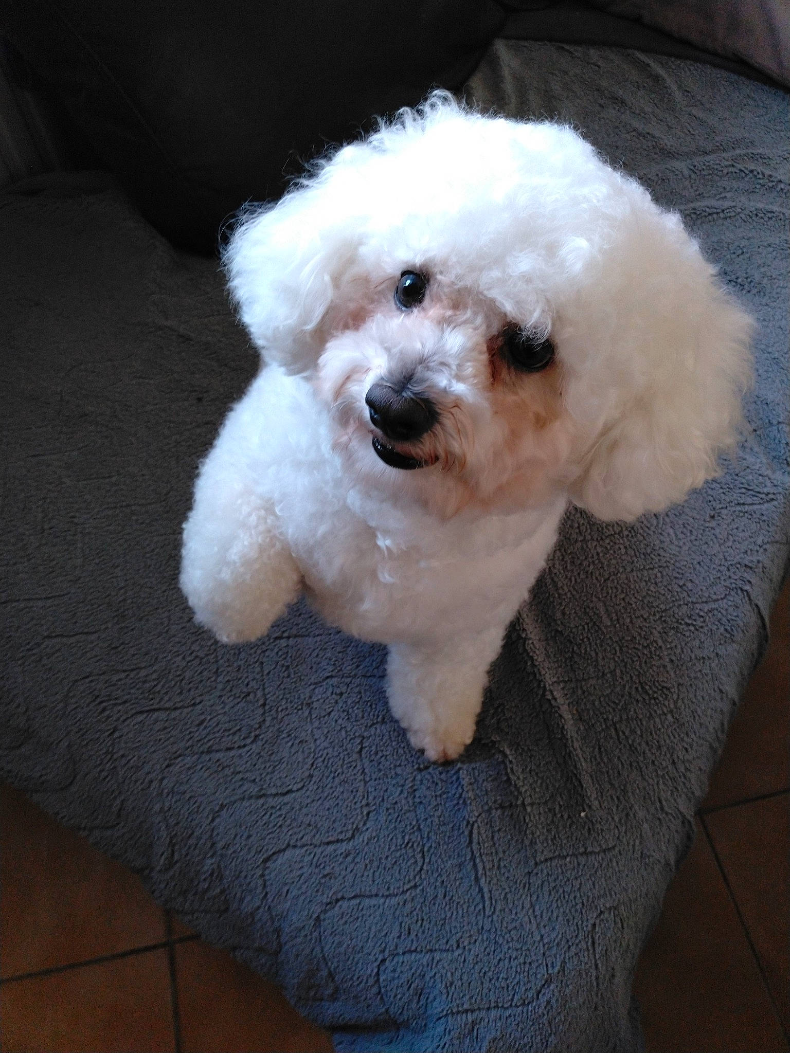 Newton participe au concours pour gagner de l'argent avec cette photo : canidae, carnivore, companion_dog, dog, dog_breed, eye, fur, head, labradoodle, maltepoo, non_sporting_group, poodle, puppy, shih_poo, snout, sporting_group, terrier, toy_dog, water_dog, working_animal