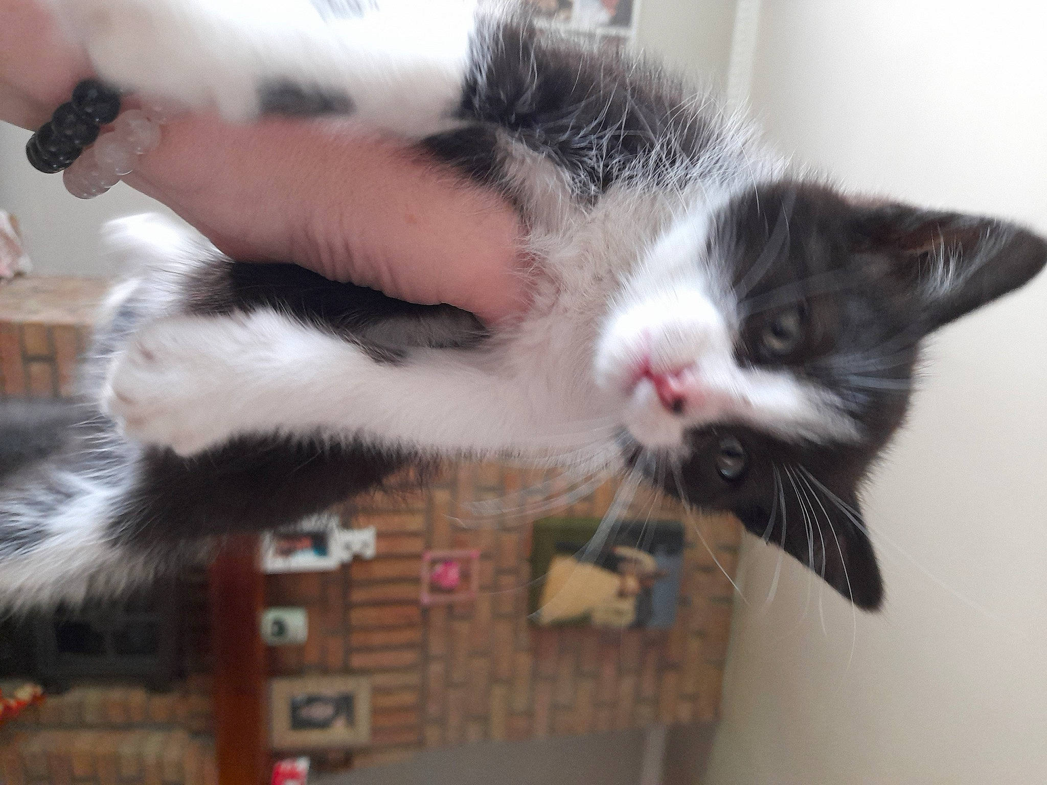 Isis a rejoint le concours — aidez-le/la à gagner de superbes lots ! carnivore, cat, cat_supply, claw, comfort, domestic_short_haired_cat, eye, felidae, fur, mammal, paw, small_to_medium_sized_cats, snout, tail, whiskers