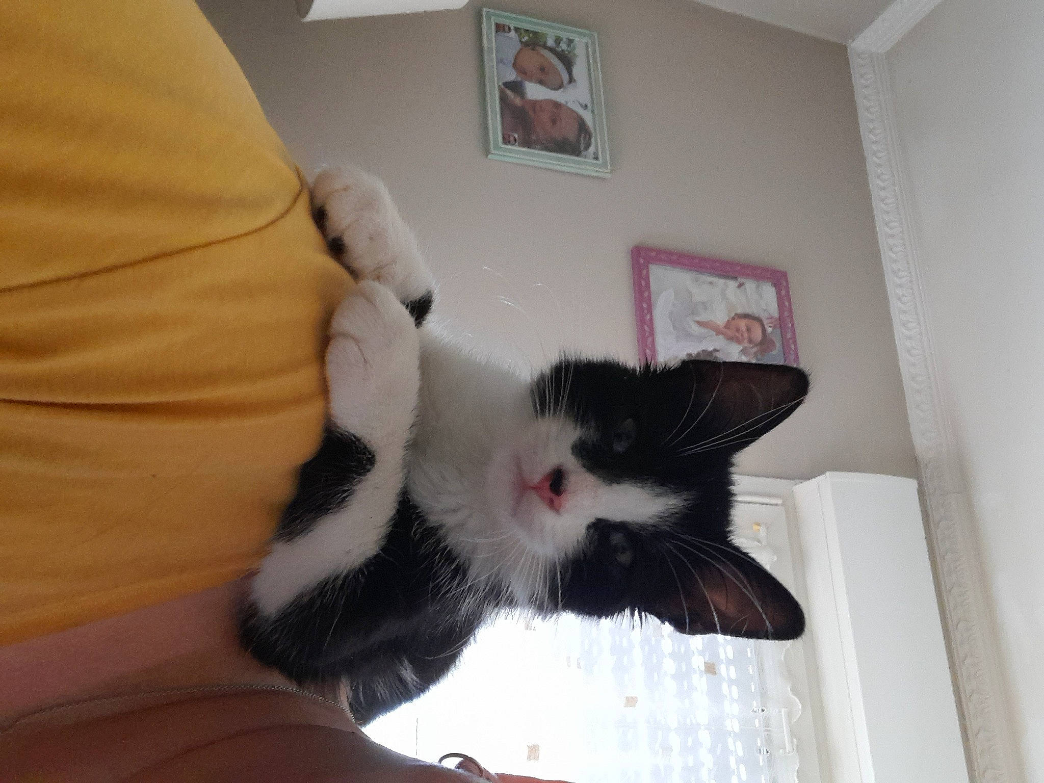 Isis participe au concours pour gagner de l'argent avec cette photo : carnivore, cat, ceiling, chair, claw, comfort, couch, domestic_short_haired_cat, felidae, fur, hardwood, moustache, paw, picture_frame, room, small_to_medium_sized_cats, snout, tail, whiskers, wood