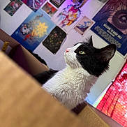 Solstice joined the competition — help win amazing prizes! black_and_white, cardboard_box, cat, cozy, curious, decor, ears, feline, fur, green_eyes, indoor, looking_sideways, pet, posters, purple_lights, red_curtain, room, wall_art, whiskers, window