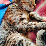 Willow is registered to the contest to win money with this photo: cat, tabby, sleeping, pet, feline, animal, fur, whiskers, cozy, blanket, striped, relaxation, cute, domestic_animal, closeup, resting, soft, paw, indoor, nap