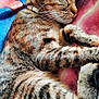 cat, tabby, sleeping, pet, feline, animal, fur, whiskers, cozy, blanket, striped, relaxation, cute, domestic_animal, closeup, resting, soft, paw, indoor, nap