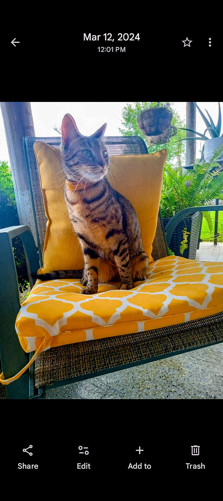Willow is registered to the contest to win money with this photo: cat, tabby_cat, chair, cushion, yellow_cushion, outdoor, plants, hanging_planter, wicker_chair, pet, fur, animal, domestic_cat, patterned_cushion, nature, greenery, relaxing, daylight, sitting, collar