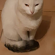 Morticia a rejoint le concours — aidez-le/la à gagner de superbes lots ! cat, white_cat, sitting, tile_floor, indoor, pet, animal, tail, fur, ears, whiskers, quiet, calm, resting, domestic_cat, cute, feline, mammal, eyes, face