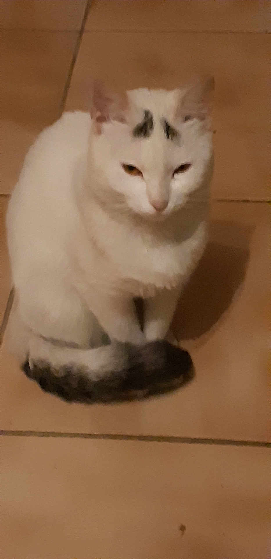 Morticia a rejoint le concours — aidez-le/la à gagner de superbes lots ! cat, white_cat, sitting, tile_floor, indoor, pet, animal, tail, fur, ears, whiskers, quiet, calm, resting, domestic_cat, cute, feline, mammal, eyes, face