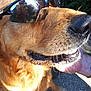 animal, canine, close_up, cool, dog, fur, golden_retriever, greenery, mouth, nose, outdoor, pavement, pet, portrait, reflection, shadow, summer, sunglasses, sunlight, whiskers