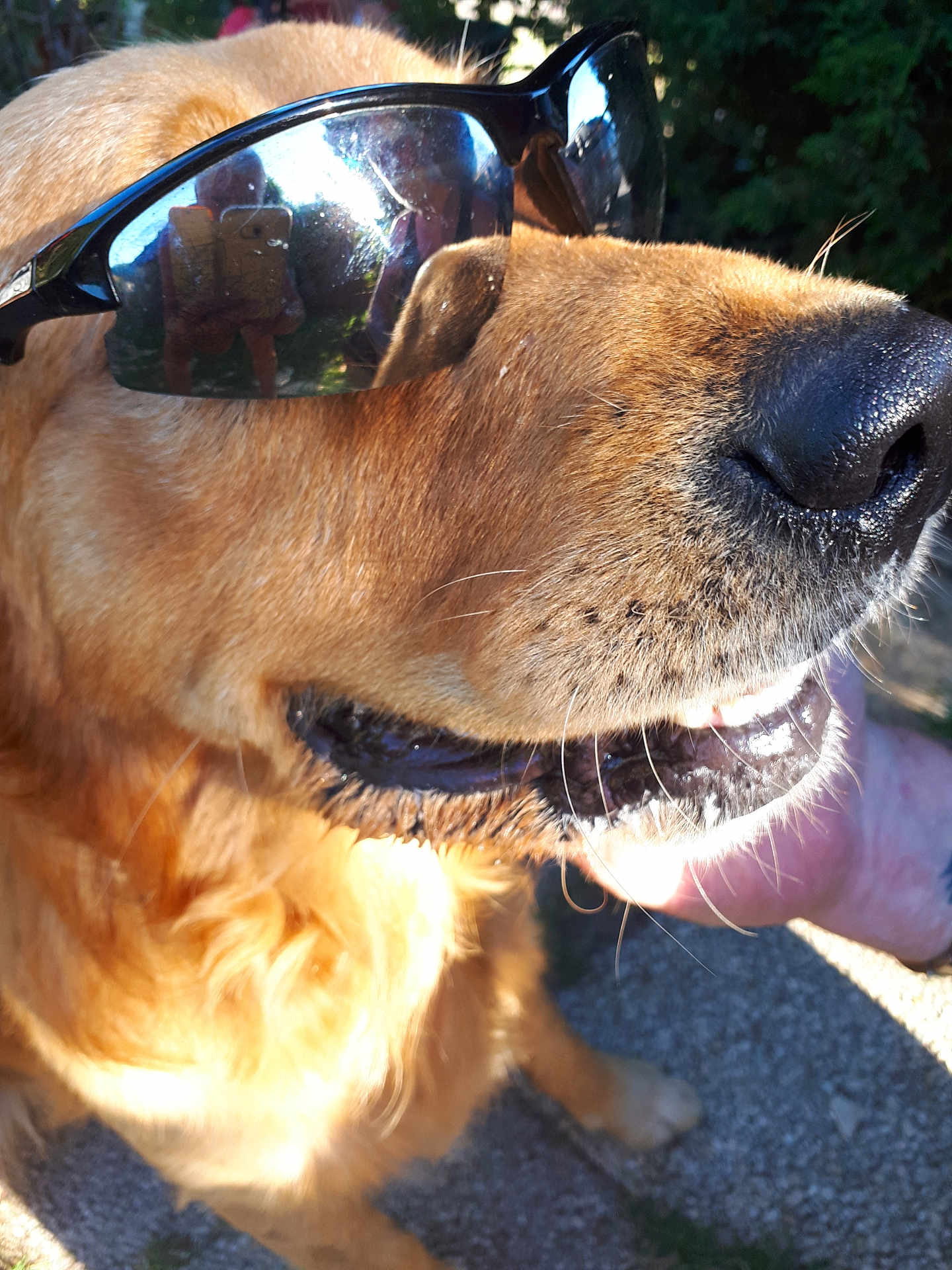 Chandrakane participe au concours pour gagner de l'argent avec cette photo : dog, golden_retriever, sunglasses, close_up, outdoor, sunlight, reflection, fur, pet, animal, canine, nose, mouth, whiskers, shadow, pavement, greenery, summer, cool, portrait