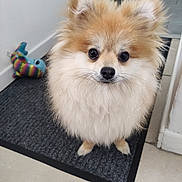 Viper a rejoint le concours — aidez-le/la à gagner de superbes lots ! animal, companion, cute, dog, domestic_animal, ears, face, floor, fluffy, fur, indoor, looking_up, mat, nose, pet, pomeranian, small_dog, tile, toy, whale