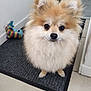 animal, companion, cute, dog, domestic_animal, ears, face, floor, fluffy, fur, indoor, looking_up, mat, nose, pet, pomeranian, small_dog, tile, toy, whale