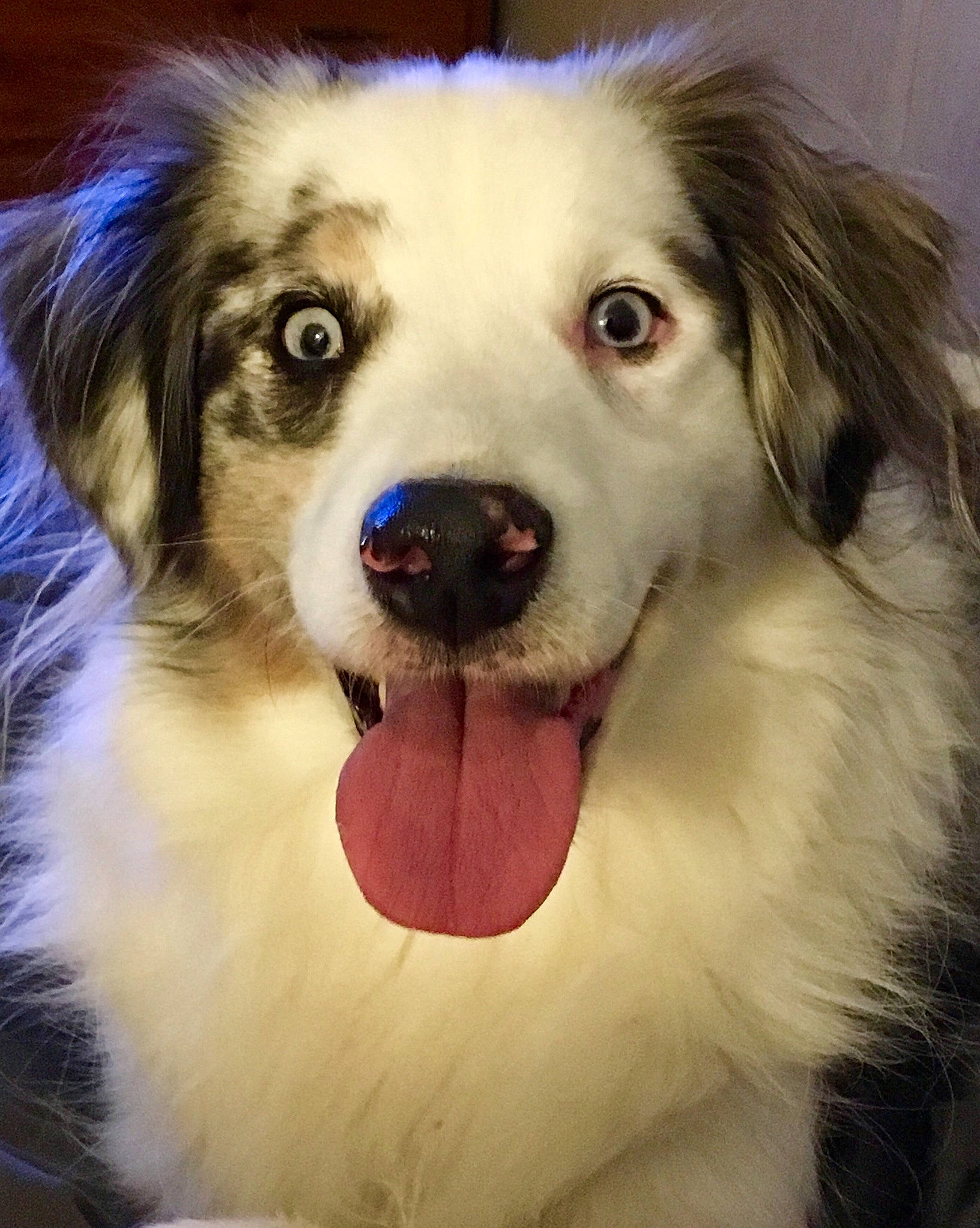 Bear is registered to the contest to win money with this photo: aidi, australian_collie, australian_shepherd, border_collie, canidae, carnivore, companion_dog, dog, dog_breed, fur, great_pyrenees, mammal, miniature_australian_shepherd, nose, rare_breed_dog, scotch_collie, snout, sporting_group, vertebrate, working_dog