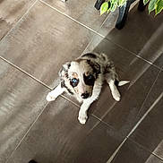 Bella participe au concours pour gagner de l'argent avec cette photo : puppy, dog, blue_eyes, fluffy, white_fur, black_patches, brown_fur, sitting, indoor, floor, tiles, houseplant, pet, animal, portrait, looking_up, cute, tail, paws, home