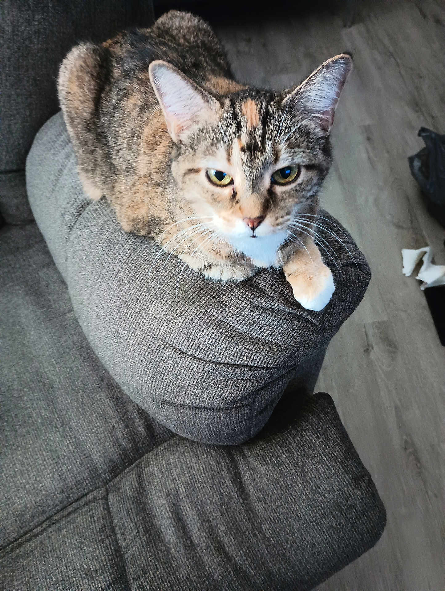 Sheba