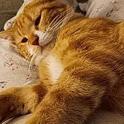 Sampson joined the competition — help win amazing prizes! cat, orange_tabby, fur, whiskers, pet, relaxed, sleepy, closeup, indoor, lap, comfort, cozy, animal, mammal, domestic, cute, feline, soft_fur, resting