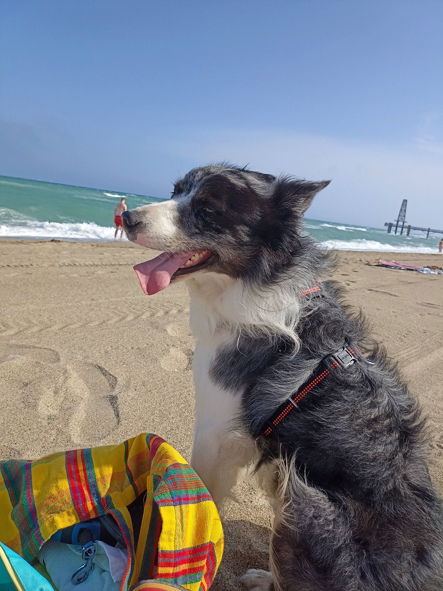 Hakan a rejoint le concours — aidez-le/la à gagner de superbes lots ! beach, canidae, carnivore, cloud, collar, companion_dog, dog, dog_breed, dog_collar, dog_supply, fun, herding_dog, ocean, sand, sky, snout, sporting_group, travel, water, working_animal