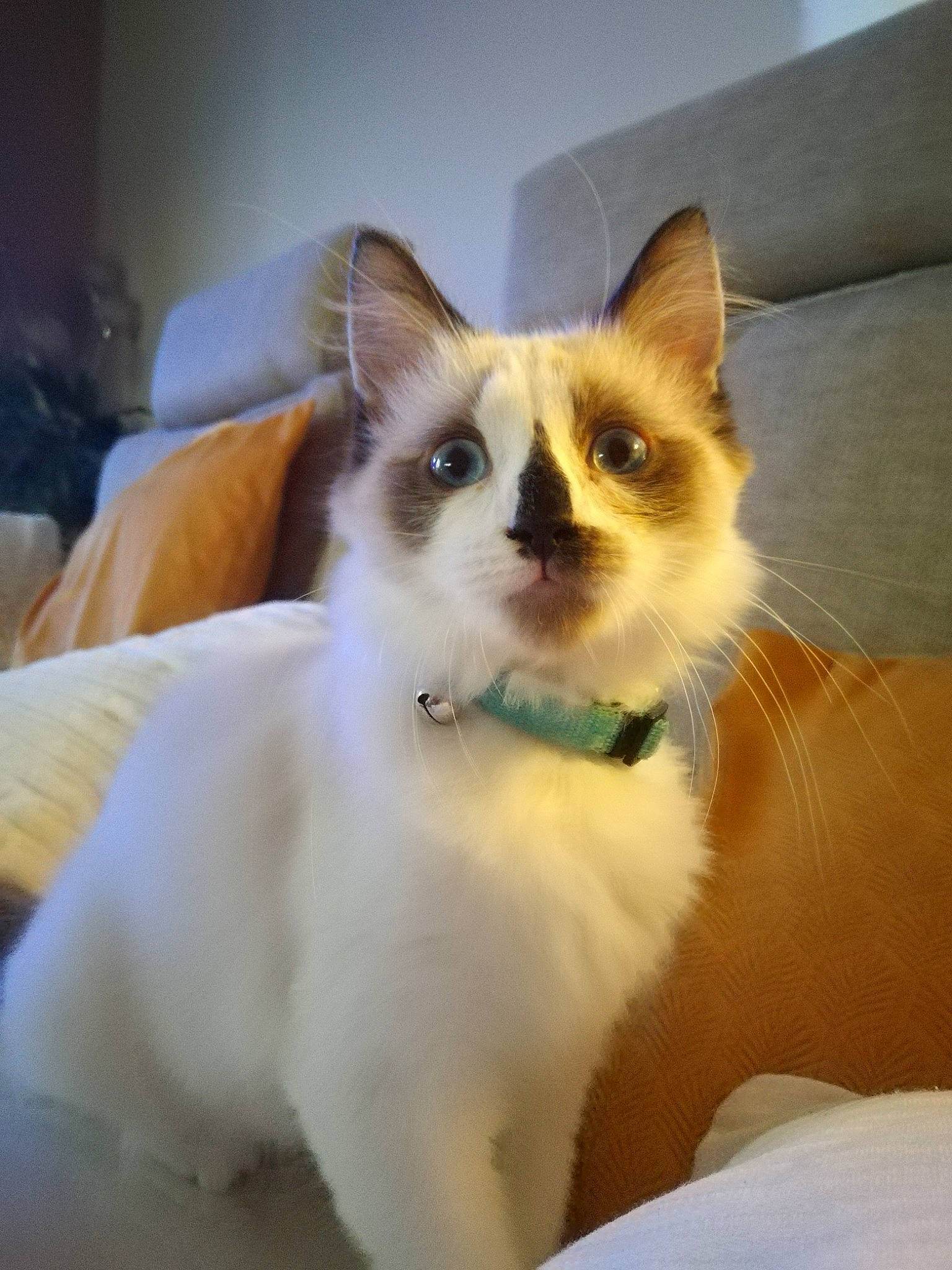 Suki participe au concours pour gagner de l'argent avec cette photo : carnivore, cat, collar, companion_dog, fang, fawn, felidae, fur, siamese, small_to_medium_sized_cats, tail, terrestrial_animal, whiskers, wildlife