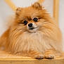 dog, pomeranian, fluffy, pet, animal, chair, furniture, indoors, cute, portrait, small_dog, brown_fur, long_hair, canine, domestic_animal, looking, resting, soft_light, shallow_depth_of_field, close_up
