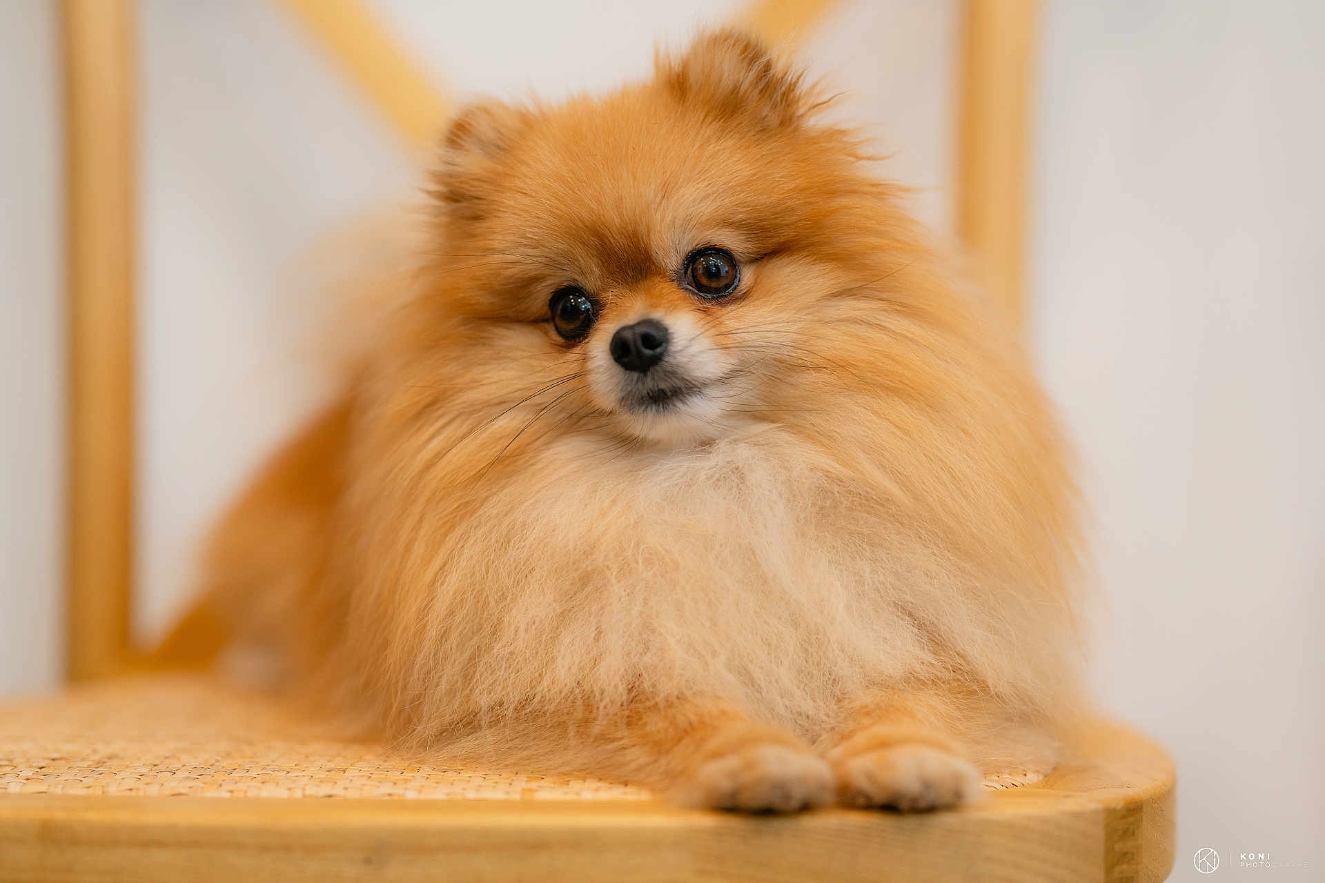 Tino participe au concours pour gagner de l'argent avec cette photo : dog, pomeranian, fluffy, pet, animal, chair, furniture, indoors, cute, portrait, small_dog, brown_fur, long_hair, canine, domestic_animal, looking, resting, soft_light, shallow_depth_of_field, close_up