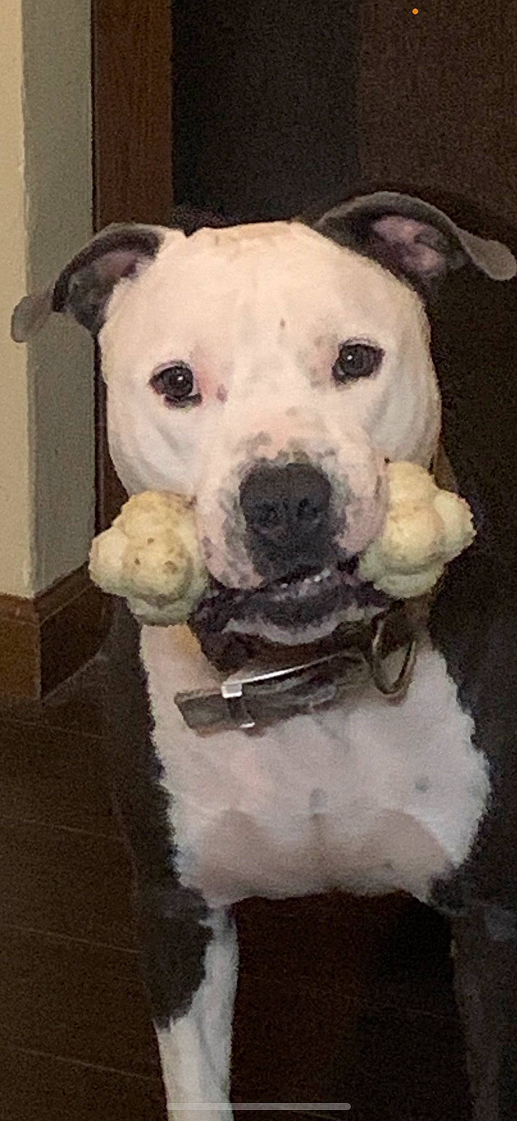 Baxter is registered to the contest to win money with this photo: art, ball, canidae, carnivore, companion_dog, dog, dog_breed, dog_supply, fawn, football, fur, guard_dog, pet_supply, puppy_love, snout, sporting_group, terrestrial_animal, toy, whiskers, working_animal