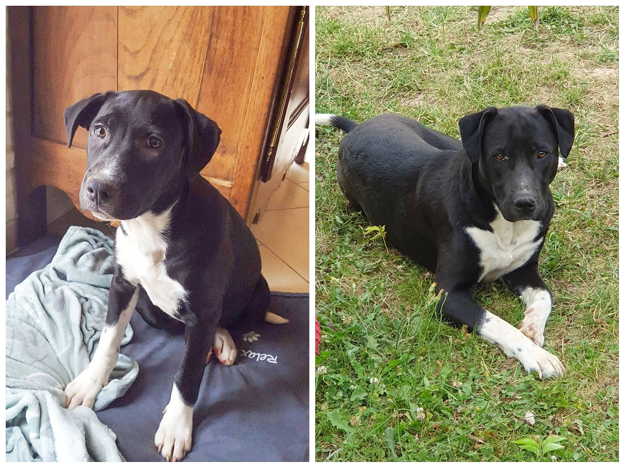 Olga a rejoint le concours — aidez-le/la à gagner de superbes lots ! american_pit_bull_terrier, american_staffordshire_terrier, canidae, carnivore, companion_dog, dog, dog_breed, great_dane, labrador_retriever, mammal, non_sporting_group, puppy, rare_breed_dog, sporting_group, vertebrate