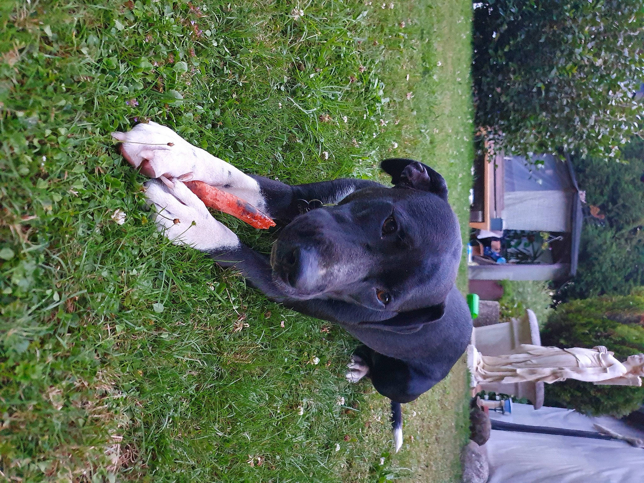 Olga a rejoint le concours — aidez-le/la à gagner de superbes lots ! canidae, grass, sporting_group